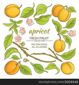 apricot elements set. apricot branch elements set on white background
