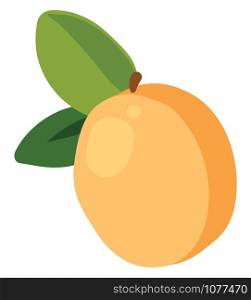 Apricot flat, illustration, vector on white background.