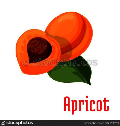 Apricot. Fresh juicy fruit isolated on stem with leaves. Botanical style product emblem for juice sticker design element, jam label, packaging tag, grocery shop, farm store decoration. Apricot. Fresh juicy fruit icon