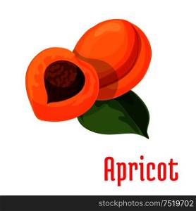 Apricot. Fresh juicy fruit isolated on stem with leaves. Botanical style product emblem for juice sticker design element, jam label, packaging tag, grocery shop, farm store decoration. Apricot. Fresh juicy fruit icon