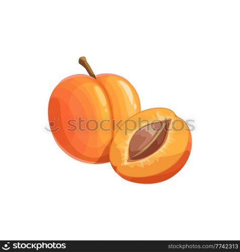Apricot fruit, ripe garden vector plant whole and half piece with stem and kernel. Cartoon juicy natural healthy farm fruit, organic production isolated design element on white background. Apricot fruit, ripe garden cartoon vector plant