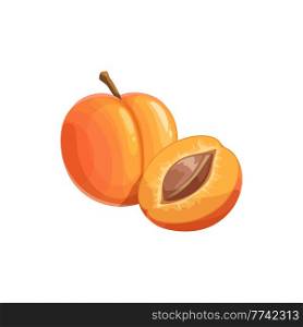Apricot fruit, ripe garden vector plant whole and half piece with stem and kernel. Cartoon juicy natural healthy farm fruit, organic production isolated design element on white background. Apricot fruit, ripe garden cartoon vector plant