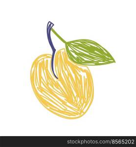 Apricot fruit sketch. Color vector illustration. Pen or marker doodle drawing.. Apricot fruit sketch. Color vector illustration. Pen or marker doodle drawing