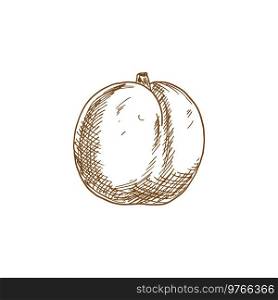 Apricot fruit sketch. Vector isolated organic natural apricot fruit. Apricot fruit organic food, isolated sketch