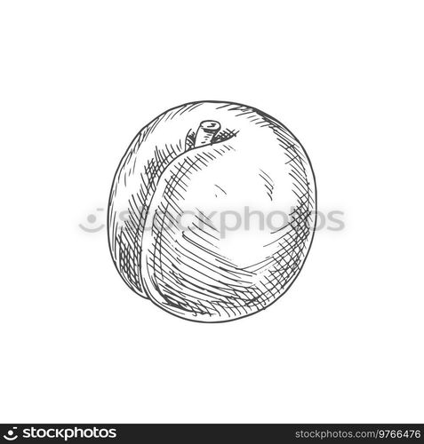 Apricot fruit sketch. Vector isolated organic natural apricot fruit. Apricot fruit organic food, isolated sketch