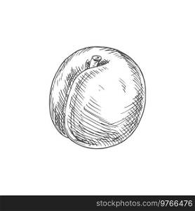 Apricot fruit sketch. Vector isolated organic natural apricot fruit. Apricot fruit organic food, isolated sketch