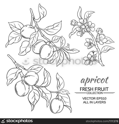 apricot vector set. apricot branches vector set on white background