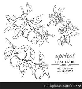 apricot vector set. apricot branches vector set on white background