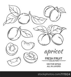 apricot vector set. apricot fruits vector set on white background
