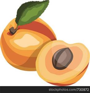 Apricot with green leaf cartoon fruit vector illustration on white background.