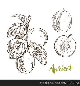 Apricots, branch with leaves, half of the fruit, hand drawn sketch vector illustration