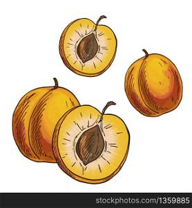 Apricots. Full color realistic sketch vector illustration. Hand drawn painted illustration.