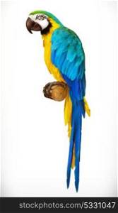 Ara parrot. Macaw. Photo realistic 3d vector icon
