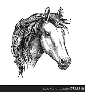 Arabian horse sketch of a head of purebred mare. Horse racing symbol or equestrian sport theme design. Horse head sketch of arabian mare