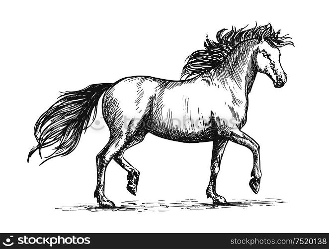 Arabian horse sketch of galloping purebred mare horse with raised legs and flowing mane and tail. Horse racing badge or equestrian dressage competition mascot design. Horse sketch with galloping arabian racehorse