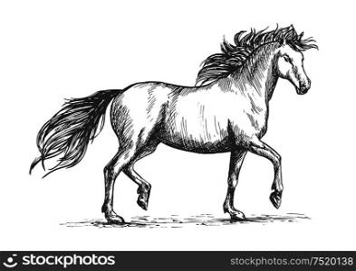 Arabian horse sketch of galloping purebred mare horse with raised legs and flowing mane and tail. Horse racing badge or equestrian dressage competition mascot design. Horse sketch with galloping arabian racehorse