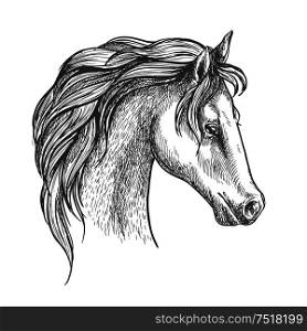 Arabian horse sketch with arched neck and curly long mane. Equestrian sporting symbol or horse racing theme design. Arabian horse head sketch for equestrian design