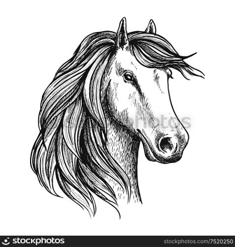 Arabian mare horse isolated sketch. Purebred racehorse head for equestrian sporting competition or horse racing symbol, t-shirt print design. Arabian mare horse head isolated sketch