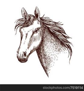 Arabian stallion horse head sketch for equestrian sporting design. Horse racing symbol or riding club badge design. Arabian stallion horse head sketch