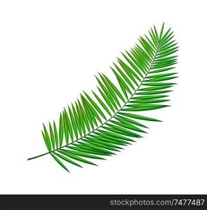 Areca butterfly palm leaf isolated icon closeup vector. Green foliage of tropical plant, household exotic type. Decorative greenery element for summer decor. Areca Palm Leaf Icon Closeup Vector Illustration