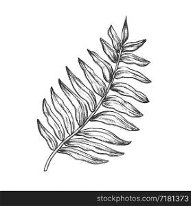 Areca Palm Tropical Exotic Leaf Hand Drawn Vector. Houseplant Floral Chrysalidocarpus Lutescens Arching Frond Leaf. Element Of Botanical Herb Designed In Vintage Style Black And White Illustration. Areca Palm Tropical Exotic Leaf Hand Drawn Vector