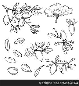 Argan plant, branches with fruits. Vector sketch illustration.. Argan plant, branches with fruits.