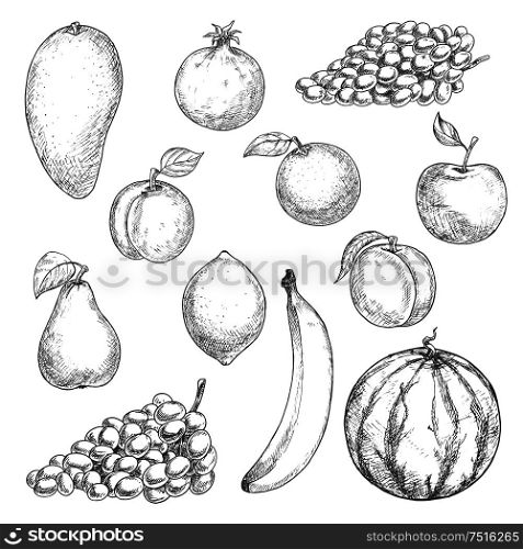 Aroma mango and refreshing orange, sweet banana and juicy lemon, peach and watermelon, grape and crunchy apple, ripe pear, apricot and pomegranate fruits sketches. Retro engraving stylized fruits. Fresh fruits sketches for food design