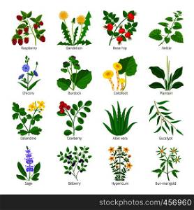 Aromatherapy medical herbs and flowers hand drawn vector on white. Aromatherapy medical herbs and flowers