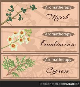 Aromatherapy set collection. Myrrh, frankincense, cypress. Aromatherapy set collection. Myrrh, frankincense, cypress banner set. Vector illustration. For cosmetics, store, spa, health care, aromatherapy, homeopathy, labels, advertising.