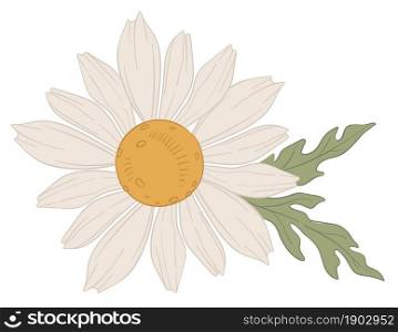 Aromatic flower in blossom, isolated chamomile flora blooming. Botany plant with stem and green leaves. Florist composition, romantic fragrant present or gift for holiday. Vector in flat style. Chamomile white blooming flower in blossom vector