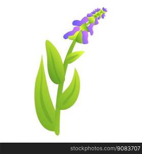 Aromatic herb icon cartoon vector. Sage plant. Flower basil. Aromatic herb icon cartoon vector. Sage plant