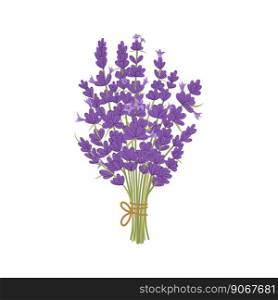 Aromatic lavender culinary herb flower bouquet. Lavandula plant isolated kitchen herb. Vector lavender purple flowers with bracts, flowering plant. Aromatic lavender culinary herb flower bouquet
