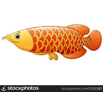 Arowana fish isolated on white background