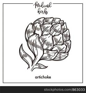 Artichoke medical herb sketch botanical design icon for medicinal herb or phytotherapy herbal tea infusion package. Vector isolated artichoke plant flower symbol for herbal natural medicine. Artichoke medical herb sketch botanical vector icon for medicinal herbal phytotherapy design