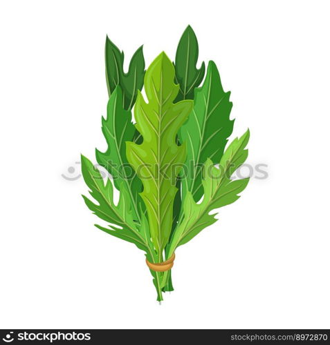 arugula salad cartoon. fresh vegetable vegetarian, green healthy, plant rucola food, leaf arugula salad vector illustration. arugula salad cartoon vector illustration