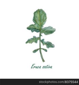 Arugula. Watercolor green leaf on white object isolated vegetarian food stock vector 