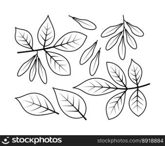 Ash branches and ash fruit vector line icons. Nature and ecology. Ash, leaves, plant, icon, drawing, fetus and more. Isolated collection of line icons ash branches on white background.. Ash branches and ash fruit vector line icons. Isolated collection of line icons ash branches on white background.