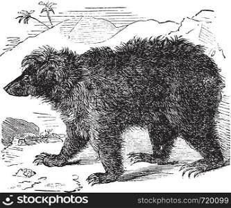 Asian bear (Ursus labiatus), vintage engraved illustration. Trousset encyclopedia (1886 - 1891).