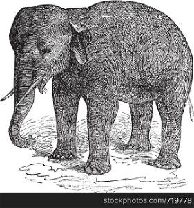 Asian Elephant or Asiatic elephant or Elephas maximus, vintage engraving. Old engraved illustration of an Asian Elephant or Elephas maximus.