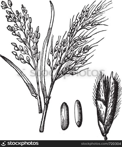 Asian Rice or Oryza sativa or Rice, vintage engraving. Old engraved illustration of Asian Rice varieties with its fruit and grains isolated on a white background.