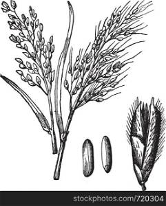 Asian Rice or Oryza sativa or Rice, vintage engraving. Old engraved illustration of Asian Rice varieties with its fruit and grains isolated on a white background.