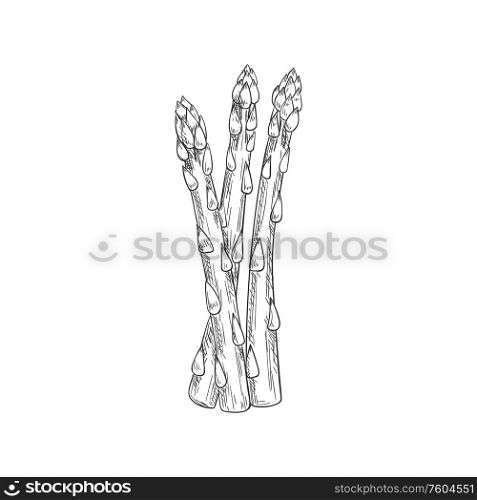 Asparagus bunch isolated sketch icon. Vector vegetarian food, hand drawn stalk herb condiment. Monochrome asparagus stalk isolated vector sketch