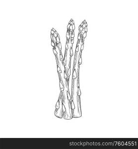 Asparagus bunch isolated sketch icon. Vector vegetarian food, hand drawn stalk herb condiment. Monochrome asparagus stalk isolated vector sketch