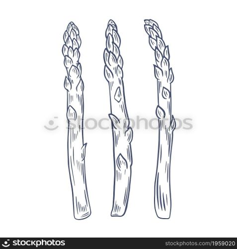 Asparagus sprouts drawn sketch, vector illustration. Organic grown healthy food. Pods of harvested fresh plants.. Asparagus sprouts drawn sketch, vector illustration.