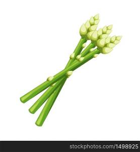 Asparagus Vegetable Natural Healthy Food Flat Vector Illustration