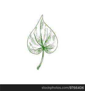Aspen or elm, alder leaf isolated hand drawn sketch. Vector green foliage, birch tree leafage. Birch or aspen leaf isolated green tree leafage