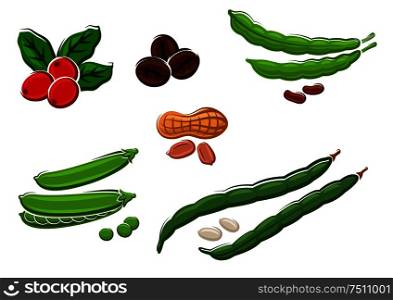 Assorted fresh legumes with peas, runner and kidney beans, peanuts in their pods and coffee beans. Isolated on white, vector. Assorted fresh cartoon legumes and nuts