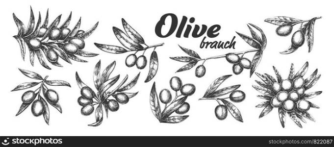 Assortment Different Olive Branch Set Ink Vector. Collection Natural Olive Branch With Leaves And Berries Concept. Designed Farming Agricultural Tree Template Black And White Illustrations. Assortment Different Olive Branch Set Ink Vector
