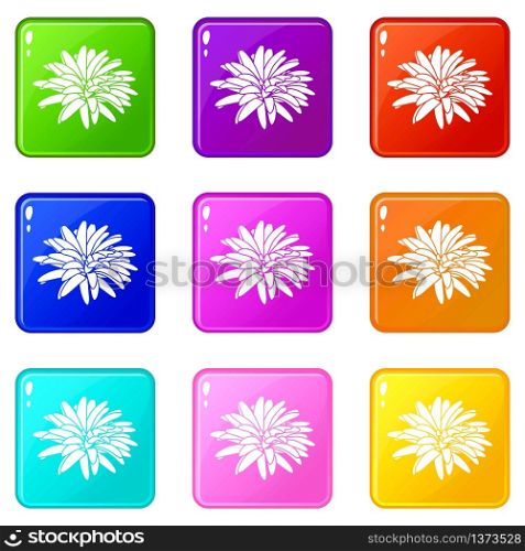 Aster flower icons set 9 color collection isolated on white for any design. Aster flower icons set 9 color collection