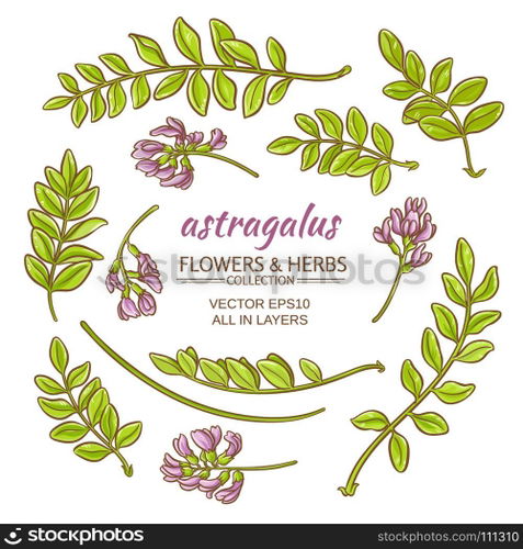 astragalus elements vector set. astragalus elements vector set on white background